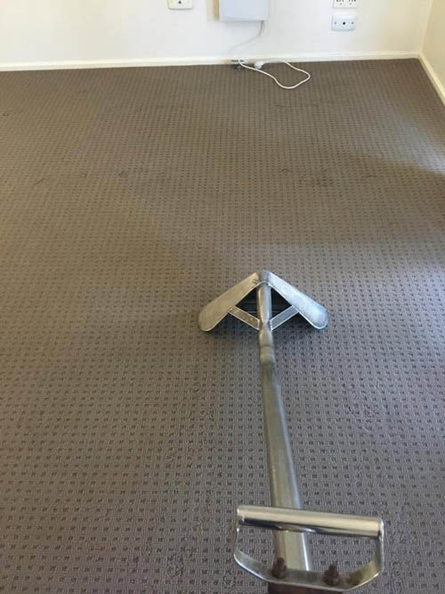 Freshly steam cleaned carpet next to an uncleaned section