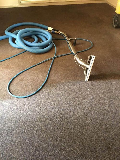 Carpet steam cleaning in progress, the cleaned strip clearly brighter