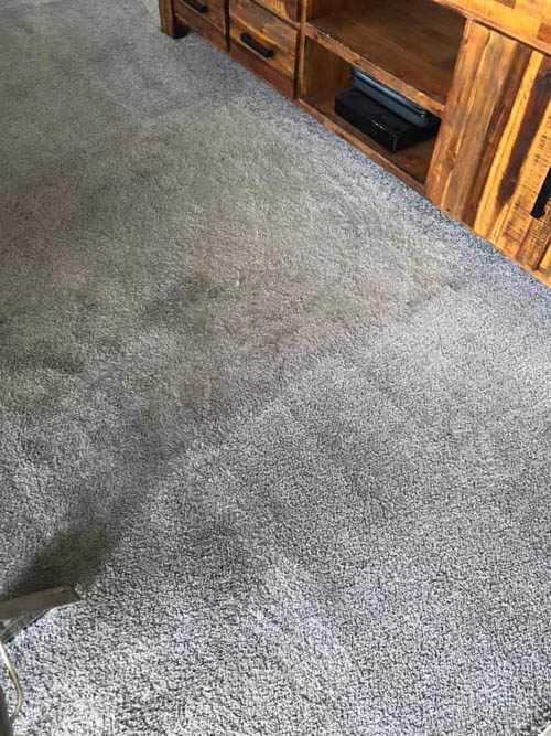 Freshly steam cleaned carpet next to an uncleaned section