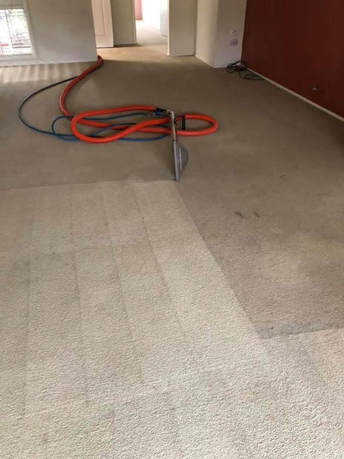 Carpet cleaning in a Sydney home with clean and dirty sides visible