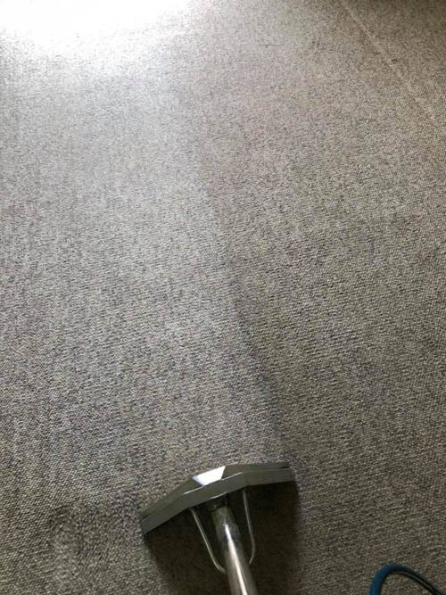 Freshly steam cleaned carpet next to an uncleaned section