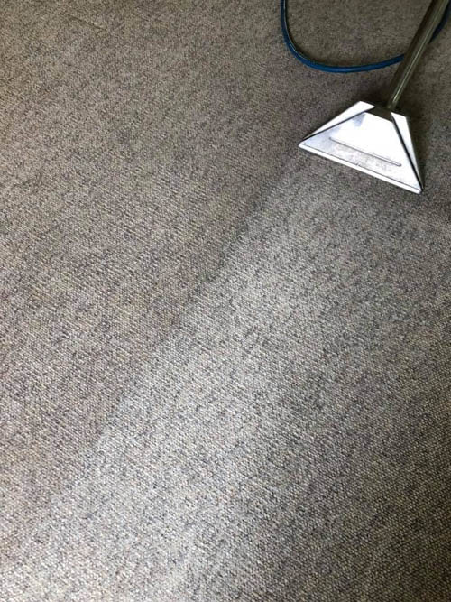 Carpet steam cleaning in progress, the cleaned strip clearly brighter