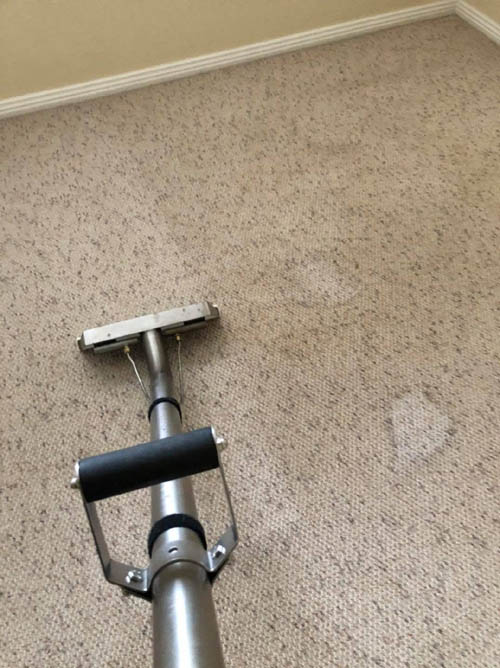 Carpet cleaning in a Sydney home with clean and dirty sides visible