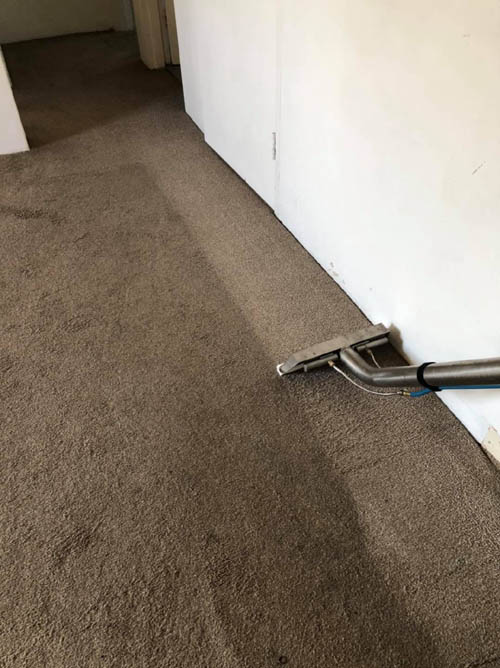 Carpet steam cleaning in progress, the cleaned strip clearly brighter