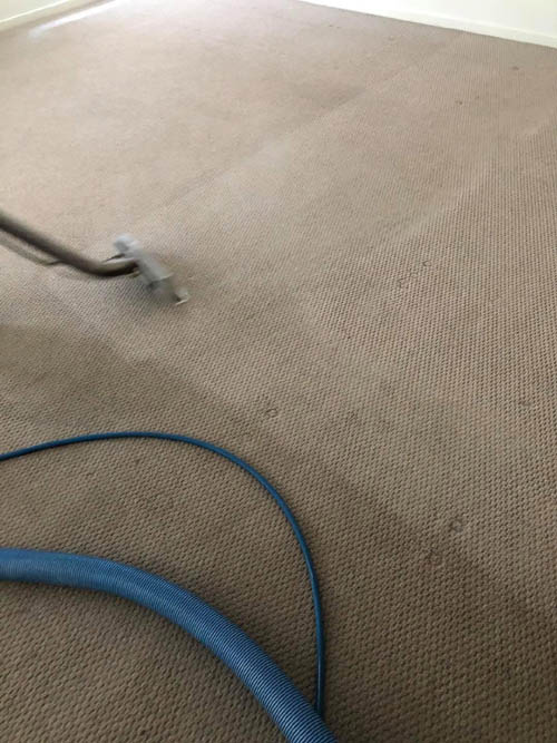 Freshly steam cleaned carpet next to an uncleaned section