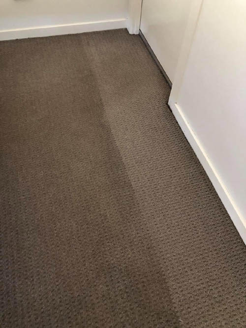Carpet steam cleaning in progress, the cleaned strip clearly brighter