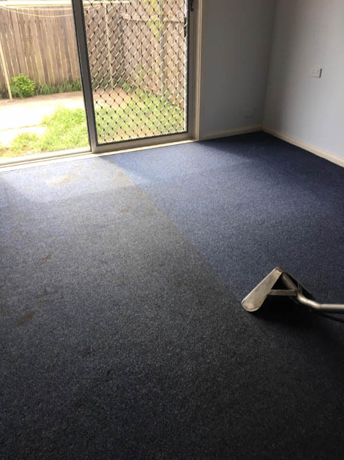 Carpet cleaning in a Sydney home with clean and dirty sides visible