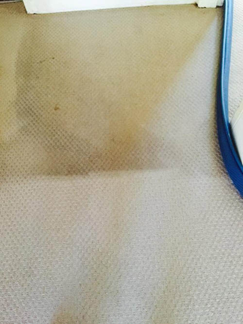Carpet cleaning in a Sydney home with clean and dirty sides visible