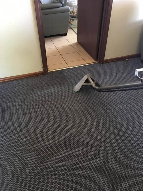 Carpet steam cleaning in progress, the cleaned strip clearly brighter