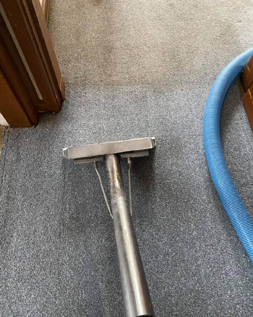 Freshly steam cleaned carpet next to an uncleaned section